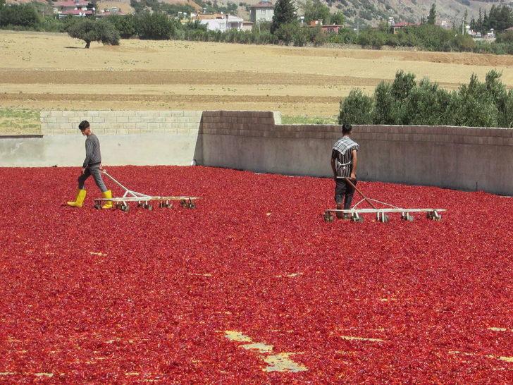 Avukatlığı bırakıp enerjisini GES'ten alan biber işleme tesisi kurdu G1
