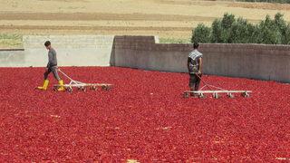 Avukatlığı bırakıp enerjisini GES'ten alan biber işleme tesisi kurdu