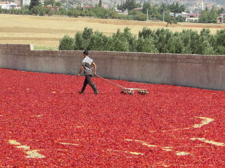Avukatlığı bırakıp enerjisini GES'ten alan biber işleme tesisi kurdu G2