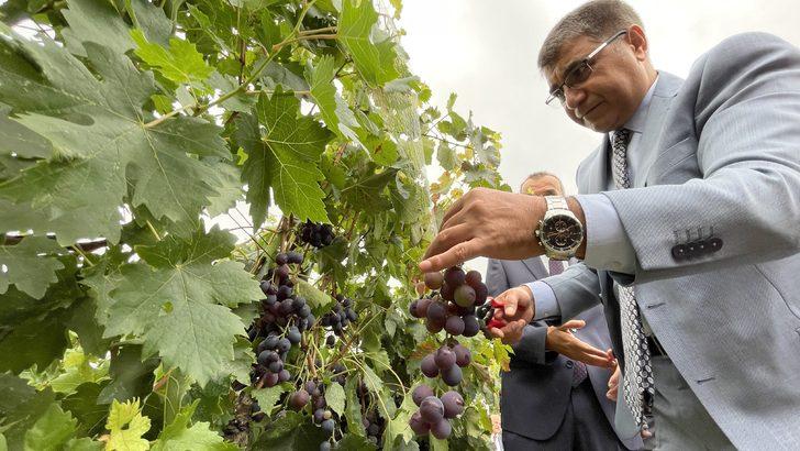Safranbolu'da tescilli "çavuş üzümü" hasadına başlandı G2