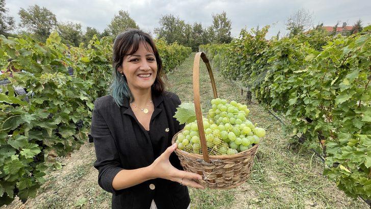 Safranbolu'da tescilli "çavuş üzümü" hasadına başlandı G3