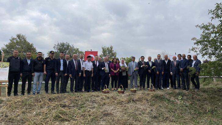 Safranbolu'da tescilli "çavuş üzümü" hasadına başlandı G4