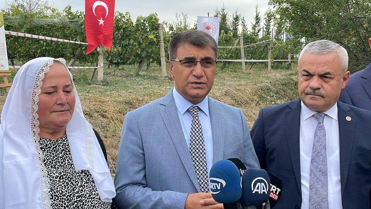Safranbolu'da tescilli "çavuş üzümü" hasadına başlandı G5