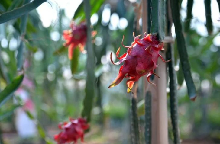 Doğal afrodizyak etkili: Düzenli olarak tüketildiğinde ne diyabet kalır ne tansiyon G1