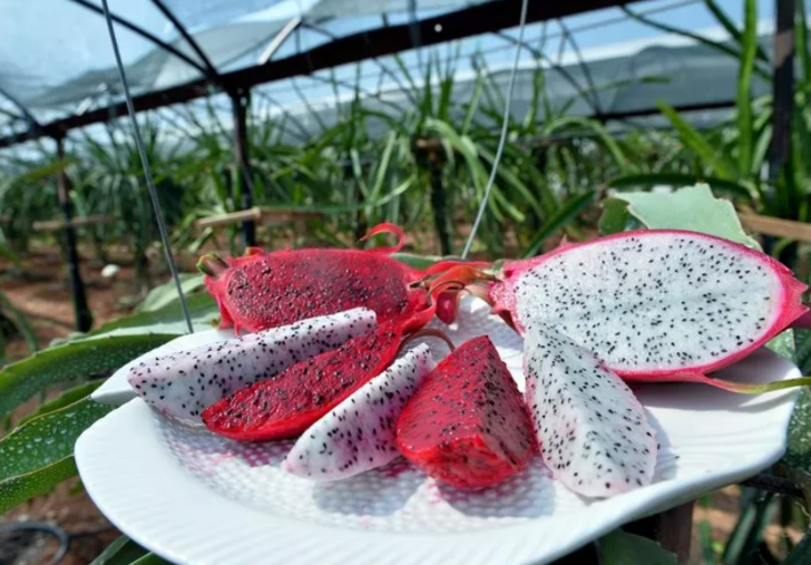 Doğal afrodizyak etkili: Düzenli olarak tüketildiğinde ne diyabet kalır ne tansiyon G2