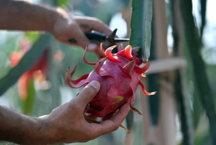 Doğal afrodizyak etkili: Düzenli olarak tüketildiğinde ne diyabet kalır ne tansiyon G4
