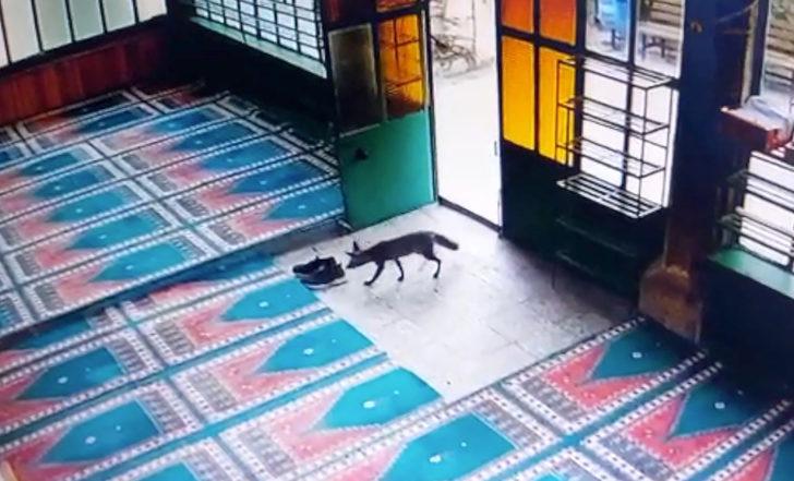 Manisa'da imanın ayakkabısını alıp kaçan tilki güvenlik kamerasına yakalandı G3