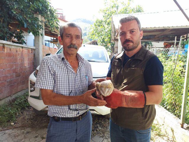Sakarya'da bulunan yaralı peçeli baykuş tedaviye alındı