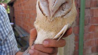 Sakarya'da bulunan yaralı peçeli baykuş tedaviye alındı