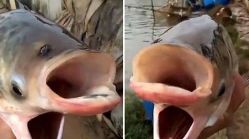 Gölden çıkarılan iki ağızlı, iki başlı ve dört gözlü balık herkesi şaşırttı! ‘Çernobil’ adı verildi