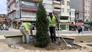 Sinop'ta Millet Bahçesi Projesi kapsamında 13 bin fidan dikilecek