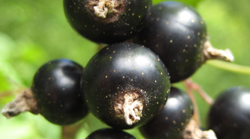 Bayburt'taki köyden toplandı, etkisi inanılmaz! Kanser hücrelerini yüksek oranda yok ediyor