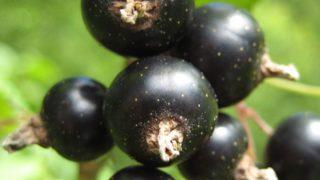 Bayburt'taki köyden toplandı, etkisi inanılmaz! Kanser hücrelerini yüksek oranda yok ediyor