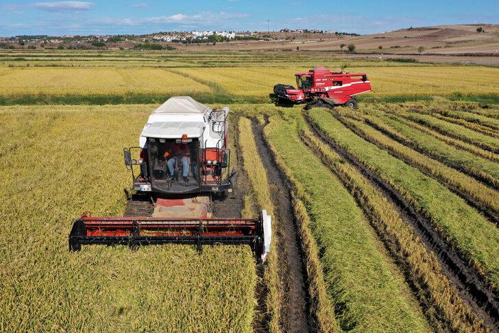 Türkiye'nin çeltik ambarı Edirne'de hasat mesaisi başladı G1