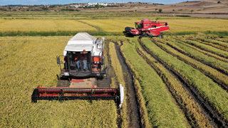 Türkiye'nin çeltik ambarı Edirne'de hasat mesaisi başladı