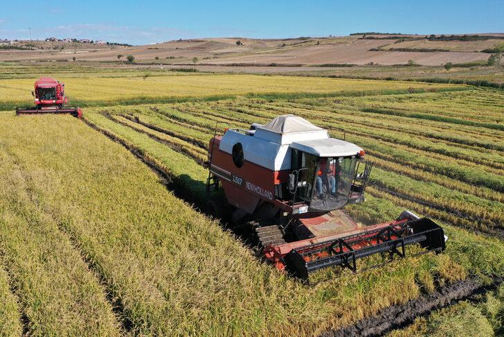 Türkiye'nin çeltik ambarı Edirne'de hasat mesaisi başladı G2