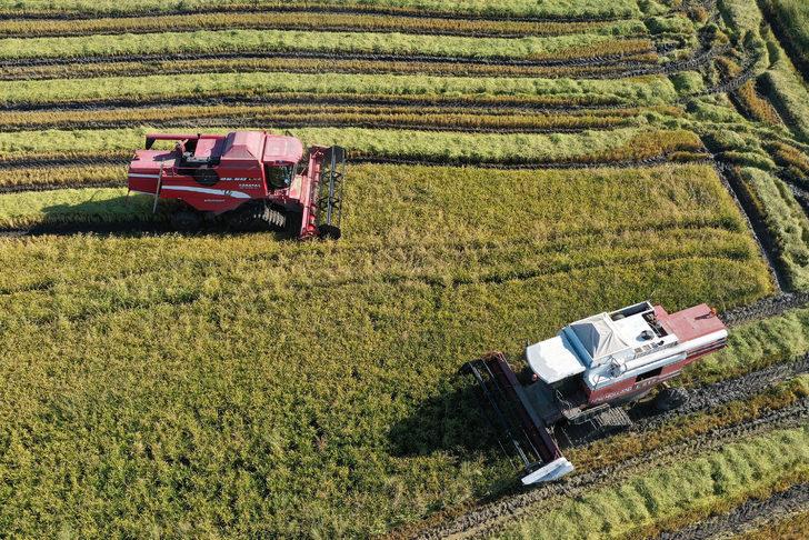 Türkiye'nin çeltik ambarı Edirne'de hasat mesaisi başladı G3