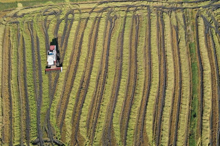 Türkiye'nin çeltik ambarı Edirne'de hasat mesaisi başladı G4