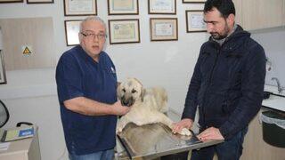 10 aylık çoban köpeğini sırtından vurdular