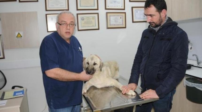 10 aylık &ccedil;oban k&ouml;peğini sırtından vurdular