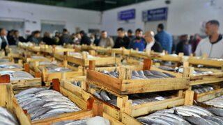 Samsun'da balık haline gelen 5 bin kasa palamut bir saatte tükendi