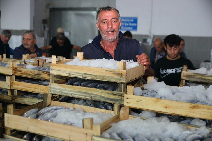 Samsun'da balık haline gelen 5 bin kasa palamut bir saatte tükendi G3