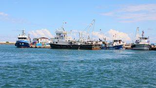 Karadenizli balıkçılar bol palamut avlamaya devam ediyor