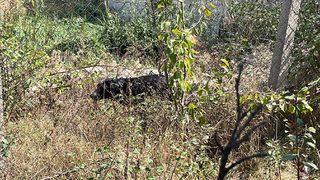 Bolu'da su kuyusuna düşen köpeği itfaiye ekipleri kurtardı