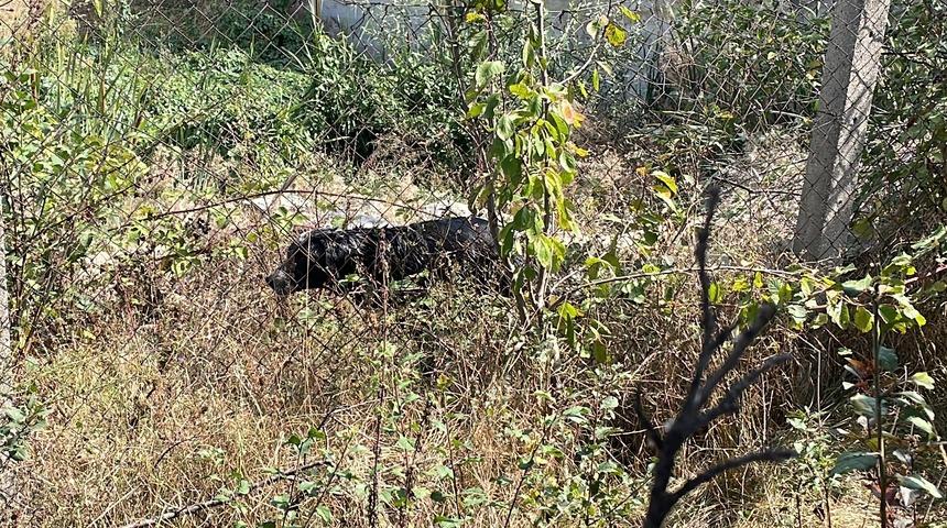 Bolu'da su kuyusuna düşen köpeği itfaiye ekipleri kurtardı