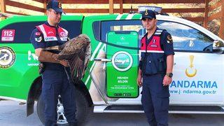 Kocaeli'de jandarmanın yaralı halde bulduğu kızıl şahin tedaviye alındı
