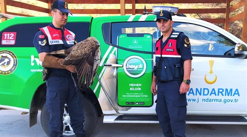 Kocaeli'de jandarmanın yaralı halde bulduğu kızıl şahin tedaviye alındı