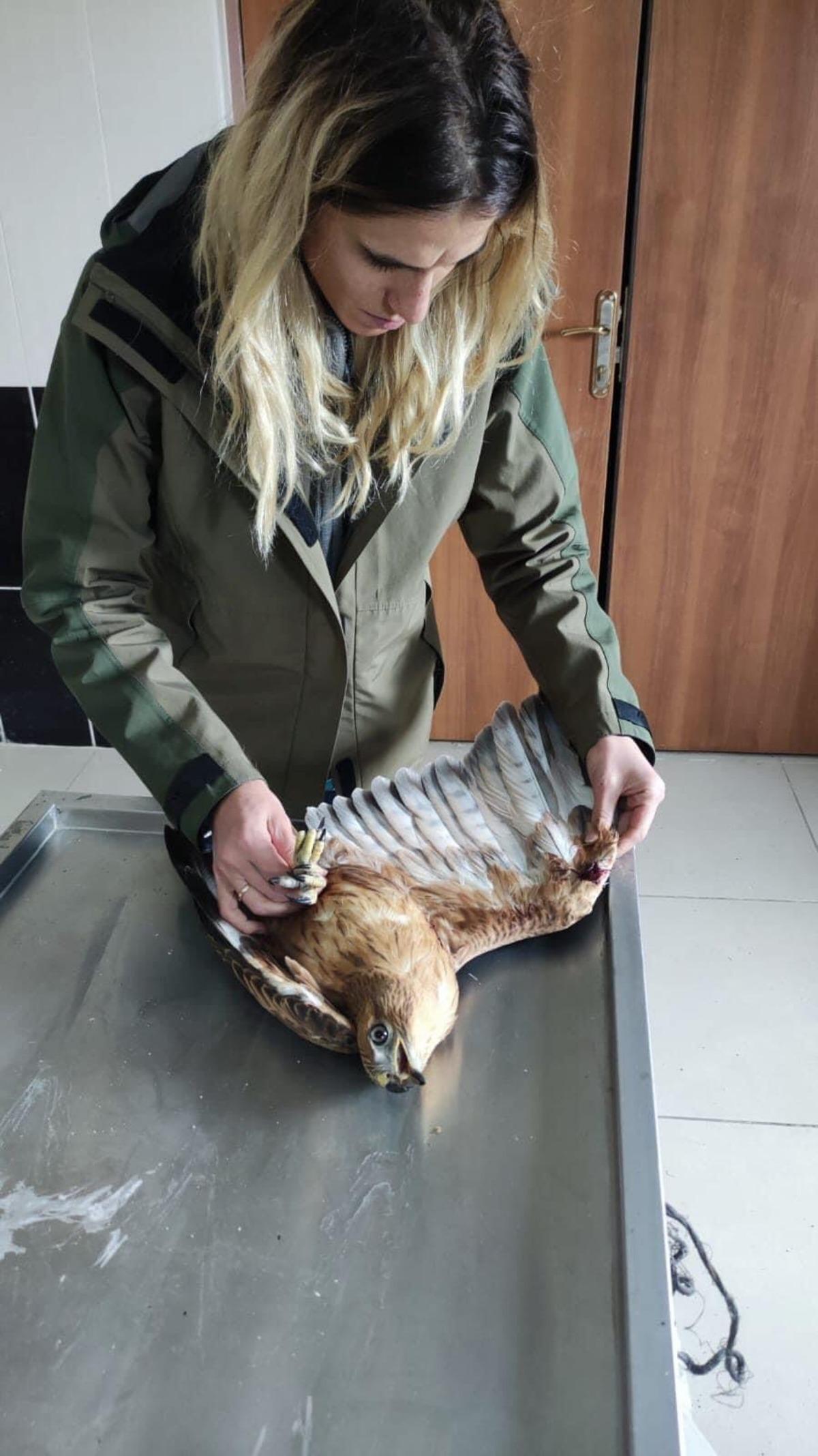 Kars'ta yaralı bulunan kızıl şahin tedavi edilip doğaya salınacak