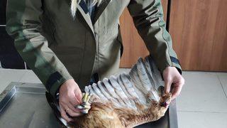 Kars'ta yaralı bulunan kızıl şahin tedavi edilip doğaya salınacak