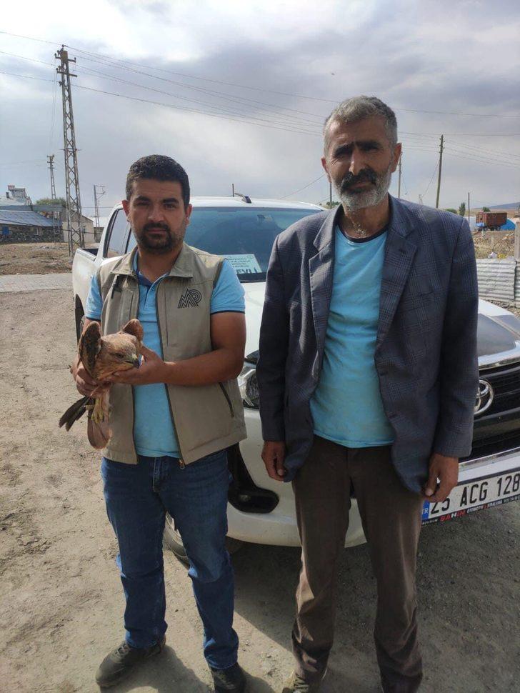 Kars'ta yaralı bulunan kızıl şahin tedavi edilip doğaya salınacak G2