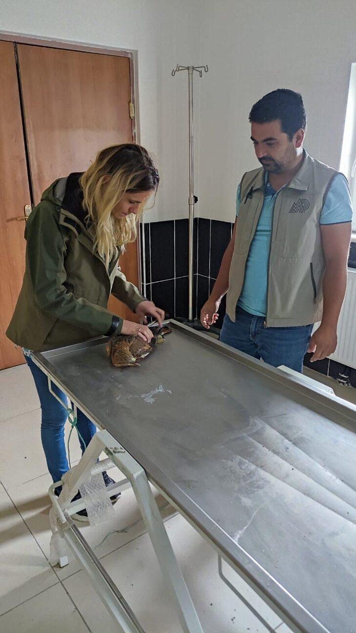 Kars'ta yaralı bulunan kızıl şahin tedavi edilip doğaya salınacak G3