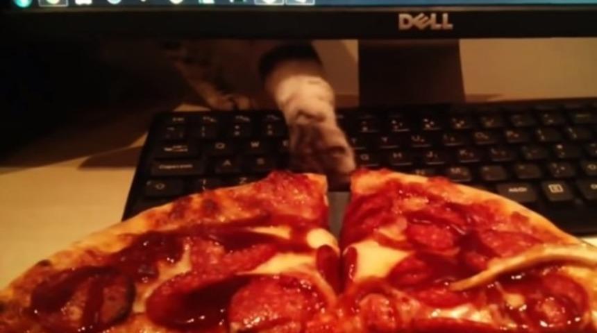 Pizza hırsızı kedinin sahibine yakalandığında yaptığı inanılmaz hareket