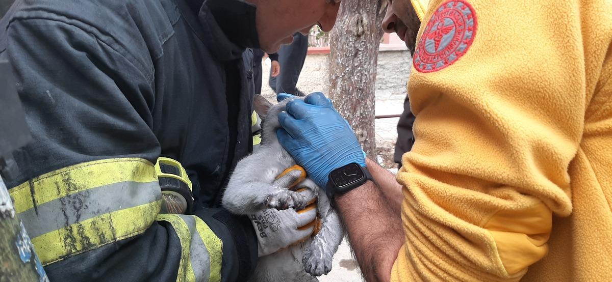 &Ccedil;orum'da dumandan etkilenen kedi, oksijen maskesiyle hayatta tutuldu