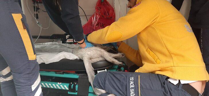 Çorum'da dumandan etkilenen kedi, oksijen maskesiyle hayatta tutuldu G2