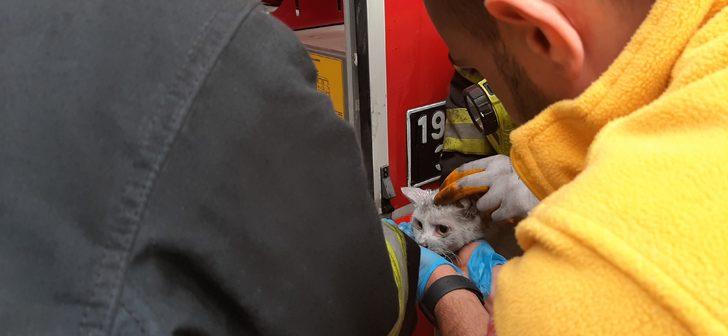 Çorum'da dumandan etkilenen kedi, oksijen maskesiyle hayatta tutuldu G4