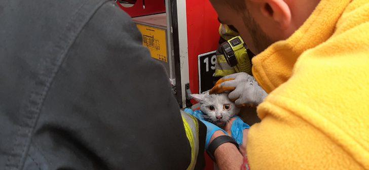 Çorum'da dumandan etkilenen kedi, oksijen maskesiyle hayatta tutuldu G5