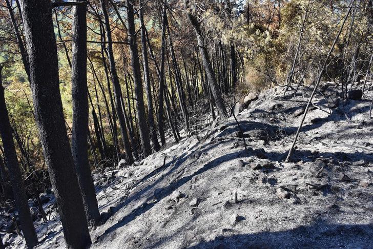 GÜNCELLEME - Marmaris'teki orman yangını kontrol altına alındı G3