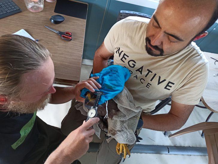 Iğdır'da tedavisi sonrası bırakılan kartal uydu vericisiyle takip ediliyor G1