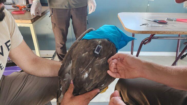 Iğdır'da tedavisi sonrası bırakılan kartal uydu vericisiyle takip ediliyor G2