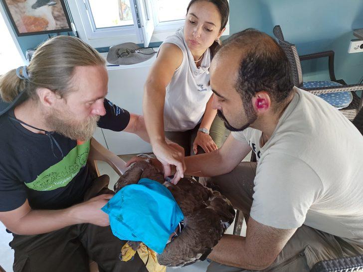 Iğdır'da tedavisi sonrası bırakılan kartal uydu vericisiyle takip ediliyor G3