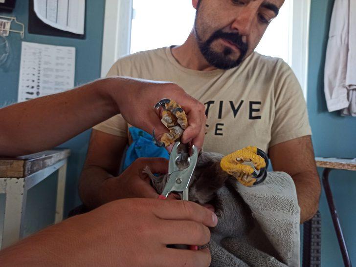 Iğdır'da tedavisi sonrası bırakılan kartal uydu vericisiyle takip ediliyor G4