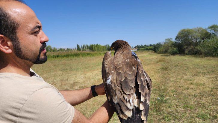 Iğdır'da tedavisi sonrası bırakılan kartal uydu vericisiyle takip ediliyor G5