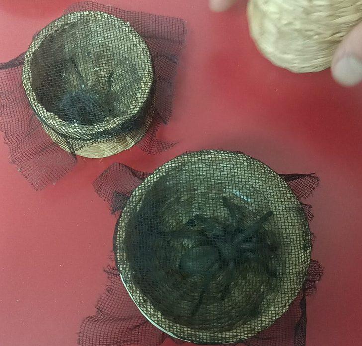 Hatay'da böcek türlerini yasa dışı toplayan yabancı uyrukluya para cezası G2