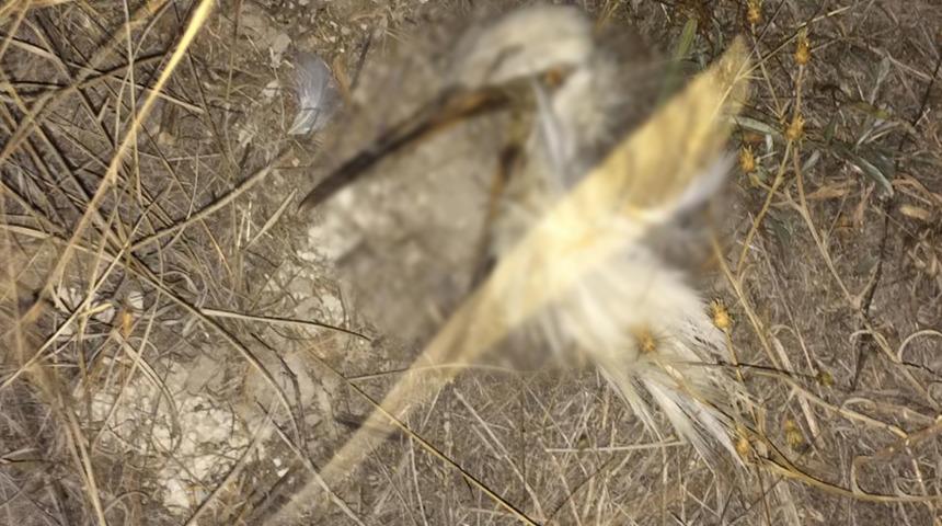 Son sinyali Emirdağ'dan alındı, elektrik direğinin yanında yanmış halde bulundu!