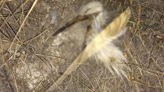 Son sinyali Emirdağ'dan alındı, elektrik direğinin yanında yanmış halde bulundu!