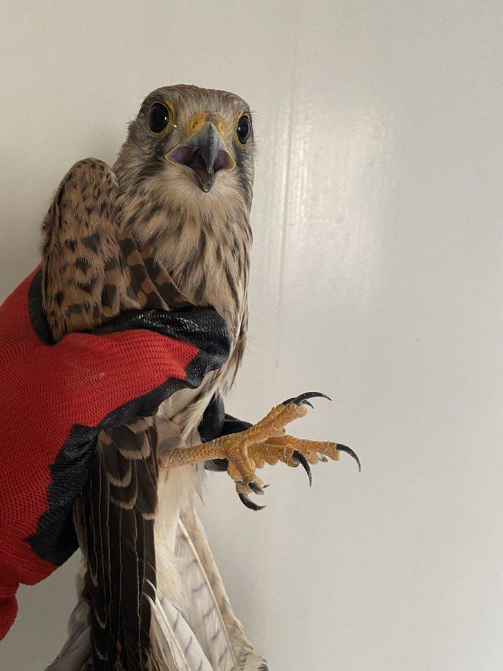 Erzurum'da tedavi edilen kerkenez, doğan ve  kızıl şahin doğaya salındı G2